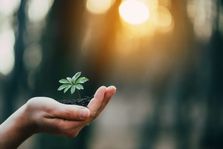 Hands holding green plant for planting. New life and hope concept image.